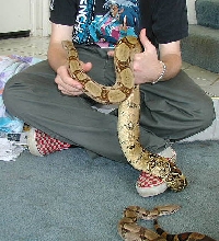 boaOrama