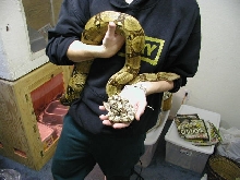 Comparison