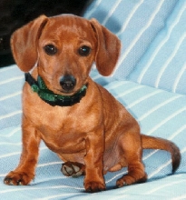 OSCAR-MEYER/MINI HOT DOG     BORN JUNE 15,1994....DIED MARCH 28,2005