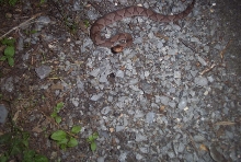 copperhead
