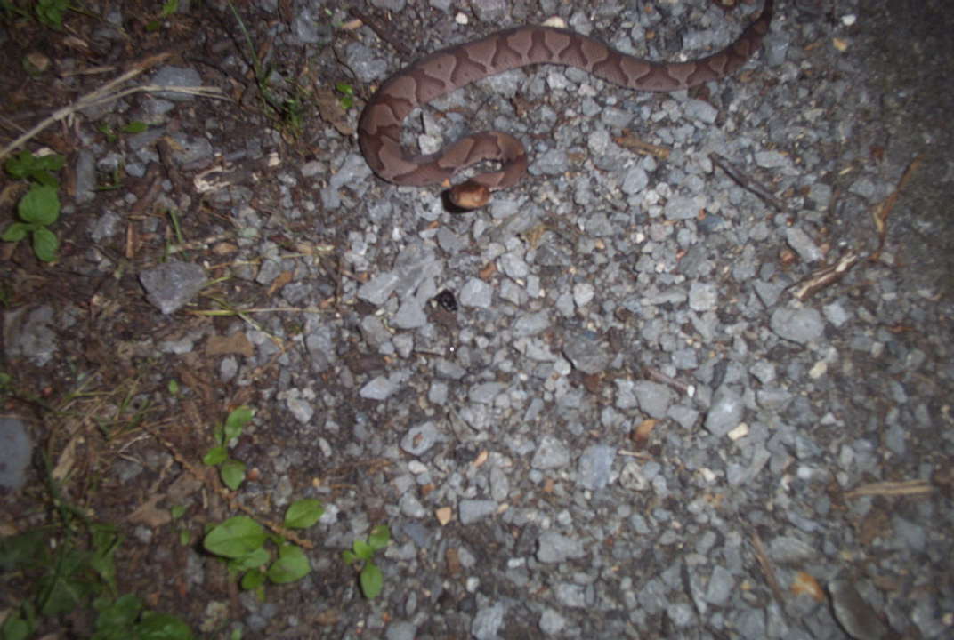 copperhead