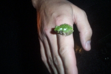 hyla avivoca
