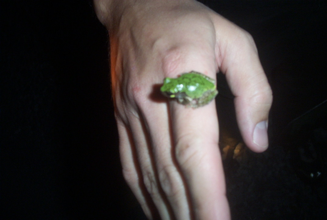 hyla avivoca