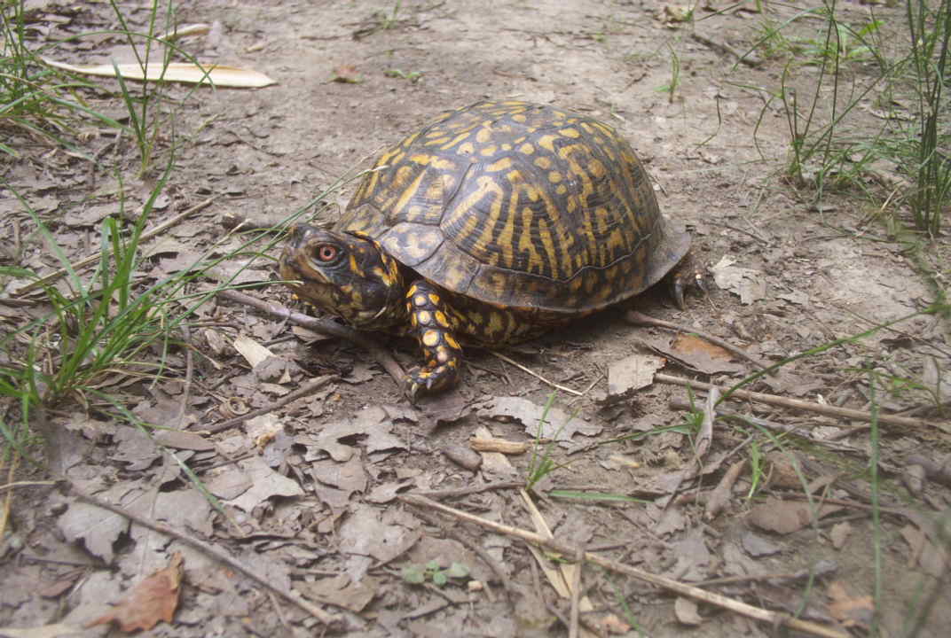 terrepene carolina