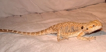 New Beardie