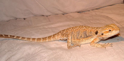 New Beardie