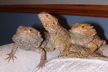 The gang