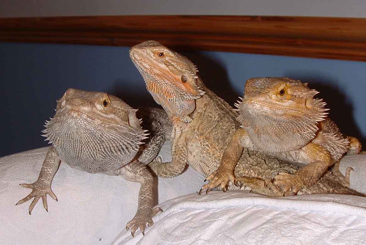 The gang