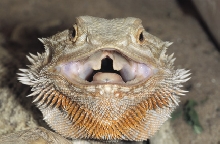 OPEN WIDE (Speedie)