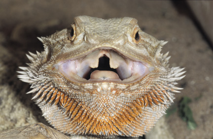 OPEN WIDE (Speedie)