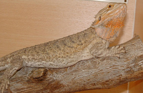 Speedie