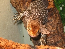 V. timorensis(roti)