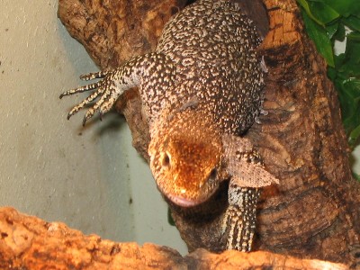 V. timorensis(roti)