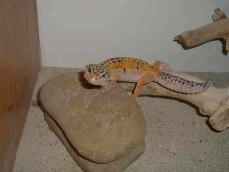 Blossom my extremely pregnant gecko