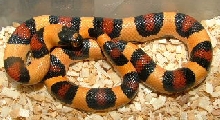 apricot imperial