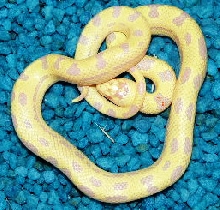 albino TXN