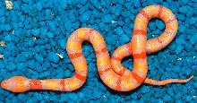 apricot pxn