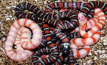 albino tricolor hybrids