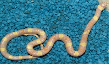 Banded Albino Imperial Pueblan