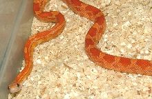 new hypo corn