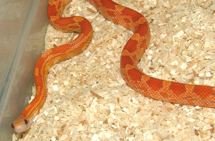 new hypo corn