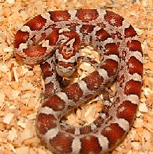 Pearl Corn