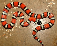 Red TXN