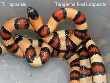 red leopard imperials