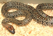 speckled mex mex