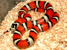 tiger king