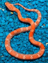ultra hypo