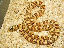 Jungle corn