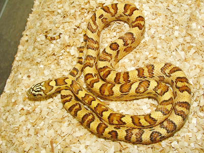 Jungle corn