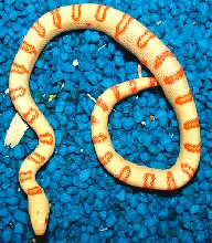 yellow albino tiger king