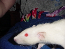 Dorkus