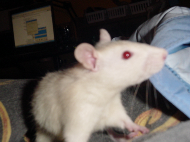Twila