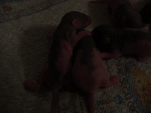 Babies1