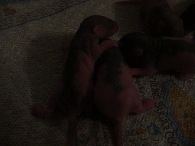 Babies1
