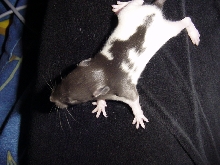 Baby1