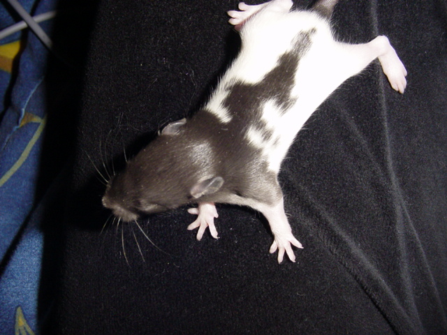 Baby1