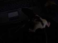 Babies 2