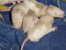 Babies 3