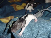 Babies 4