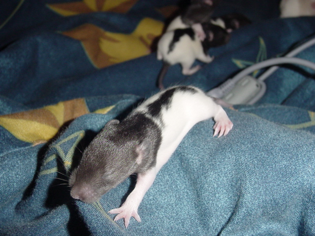 Babies 4