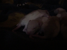 Babies 5
