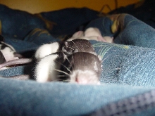 Babies 6