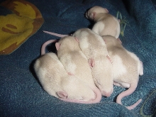 Babies 7