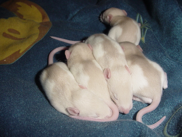 Babies 7