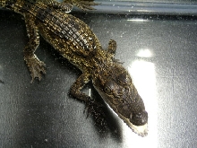 Morelet's X Nile hybird