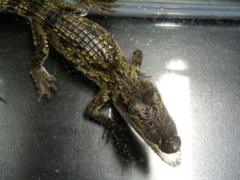 Morelet's X Nile hybird